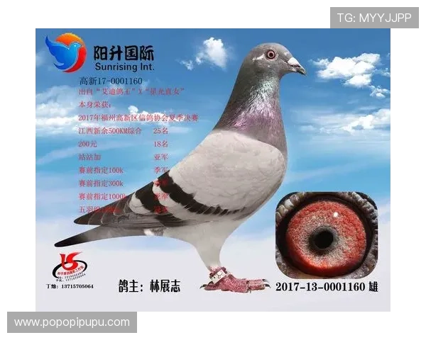 确保账号安全的AG国际网站登录技巧详解，轻松应对登录中的各种挑战